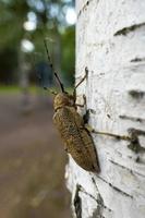 macro coup de longhorn scarabée - cerambycidae - sur une arbre branche photo