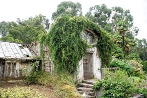 un abandonné bâtiment dans le botanique jardin de Batoumi avec escalade les plantes photo