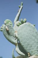 cactus bouchent photo