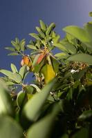 feuilles cireuses sur un arbre en Californie photo