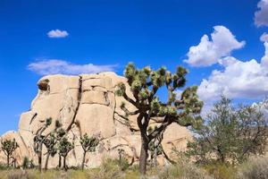 parc national de joshua tree photo