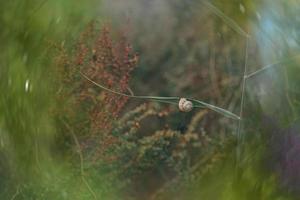 escargot sur une buisson dans un l'automne journée Naturel minimaliste bokeh Contexte photo