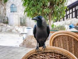 Corbeau noir assis sur une chaise en bois photo