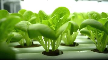 génératif ai, salade macro photoréaliste illustration, agricole les plantes. la nature biologique en bonne santé ferme nourriture concept, horizontal bannière. photo