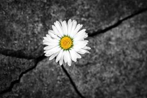 blanc Marguerite fleur dans le fissure de un vieux pierre dalle - le concept de Renaissance, foi, espoir, Nouveau vie, éternel âme photo