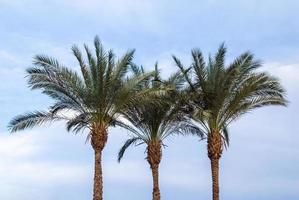 trois palmiers verts contre un ciel bleu photo