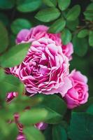 Profond rose des roses dans été Rose jardin, léonard da Vinci Rose par meilland photo