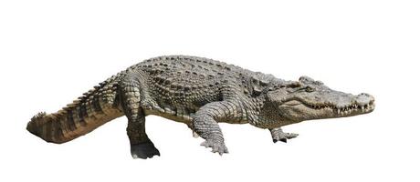 crocodile isoler sur blanc Contexte photo