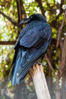 grand corbeau noir assis sur une branche en gros plan photo