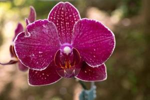 proche en haut photo de violet orchidée fleur lorsque fleur sur le fleur jardin. le photo est adapté à utilisation pour la nature Contexte fleur affiche et botanique contenu médias.
