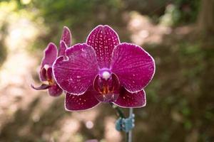 proche en haut photo de violet orchidée fleur lorsque fleur sur le fleur jardin. le photo est adapté à utilisation pour la nature Contexte fleur affiche et botanique contenu médias.