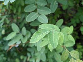 proche en haut vert feuilles sauvage fleur sur le vert jardin lorsque printemps temps. le photo est adapté à utilisation pour la nature Contexte et botanique contenu médias.