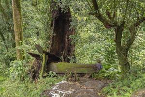 le façon Aller à l'eau tomber sur le pluie forêt. le photo est adapté à utilisation pour aventure contenu médias, la nature affiche et forêt Contexte.