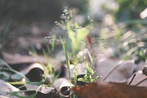 vert herbe en dessous de chaud le coucher du soleil photo