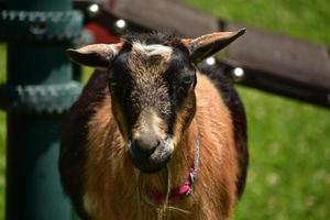 mignonne chèvre avec une longue barbe sur une ferme photo