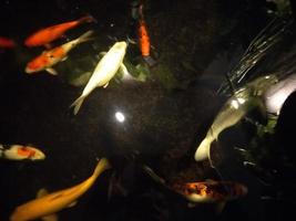 koi poisson une débutant guider à choisir, nourrir et maintenir votre coloré étang animaux domestiques photo