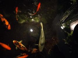 koi poisson une débutant guider à choisir, nourrir et maintenir votre coloré étang animaux domestiques photo