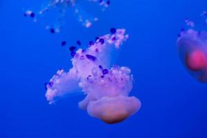 méduses dans l'aquarium photo