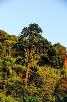 scénique forêt paysage photo