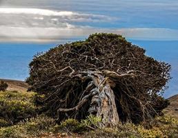 un vieux arbre photo