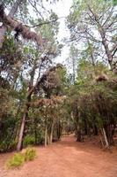 une vue de le forêt photo