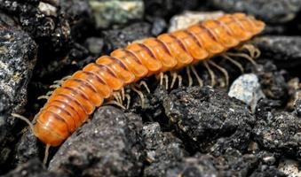 mille-pattes sur le rochers photo