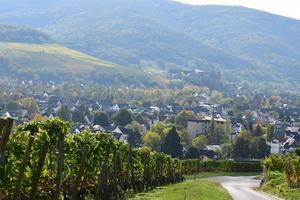 vignobles au dessus ahrweiler photo