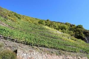 raide vignoble collines photo