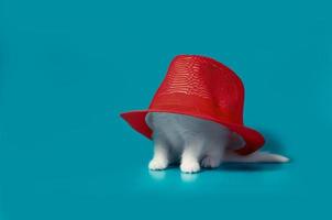 chaton sous un grand chapeau photo