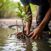 restauration le littoral communauté engagement dans plantation mangroves pour environnement préservation et habitat restauration sur Terre jour, promouvoir durabilité. Terre journée photo