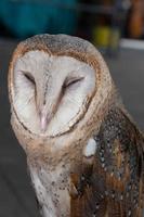 fermer mignonne visage de une Grange hibou oiseau photo