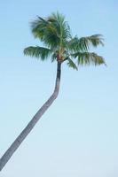 haute angle vue de noix de coco arbre isolé sur le bleu ciel Contexte photo
