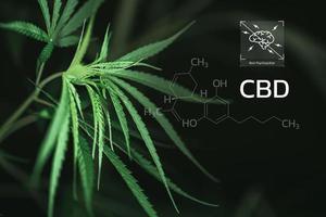 cbd chimique formule, magnifique Contexte de vert cannabis fleurs une endroit pour copie espace, dispensaire entreprise. cannabinoïdes et santé, chanvre industrie, vert feuille modèle Contexte. photo