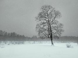 Tempête De Neige dans le hiver parc. grand des arbres en dessous de neige couverture. photo