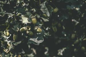 vert l'automne glands sur le branche de un chêne parmi le feuilles photo