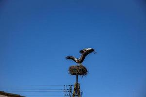 gratuit des oiseaux cigognes sur une Contexte de le bleu ciel dans vol combat pour gniazo dans le printemps photo