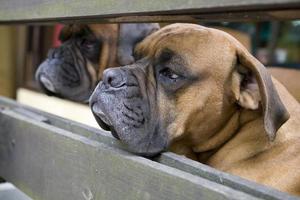 marron tête chien éleveur boxeur à la recherche par une en bois clôture photo