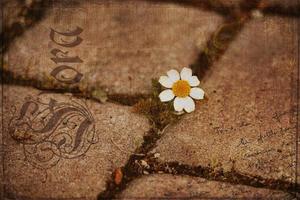peu Marguerite fleur croissance sur le trottoir entre béton dalles photo