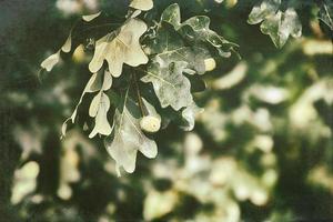 vert l'automne glands sur le branche de un chêne parmi le feuilles photo