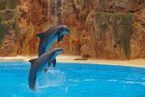 spectacle de formation une grand adulte dauphin mammifère dans une zoo parc sur une ensoleillé journée photo