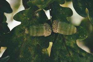 vert l'automne glands sur le branche de un chêne parmi le feuilles photo