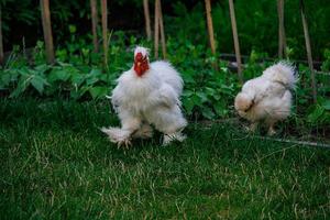 de race les poules sur le vert herbe dans le jardin sur une été journée biologique agriculture photo