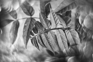 rouge automnal feuilles de une arbre fermer sur une chaud journée dans une Naturel environnement photo