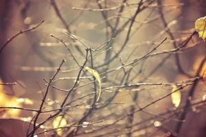 l'automne branches de une arbre habillé dans feuilles et gouttes de pluie brillant dans le Soleil photo