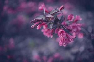 buisson avec rose fleurs dans fermer photo