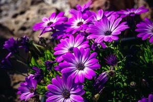 fleur dans le des rayons de le été Soleil dans le jardin fermer photo