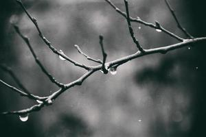 l'automne les plantes avec gouttes de l'eau après le novembre gelé pluie photo