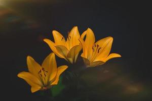 grand lis fleur sur une foncé Contexte dans le jardin sur une été journée photo