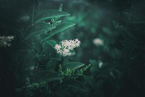 l blanc fleur de une buisson fermer contre une Contexte de vert feuilles dans ensoleillement printemps journée dans le parc photo