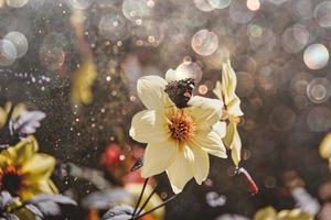 Jaune fleur dans le jardin dans le été Soleil bokeh papillon photo